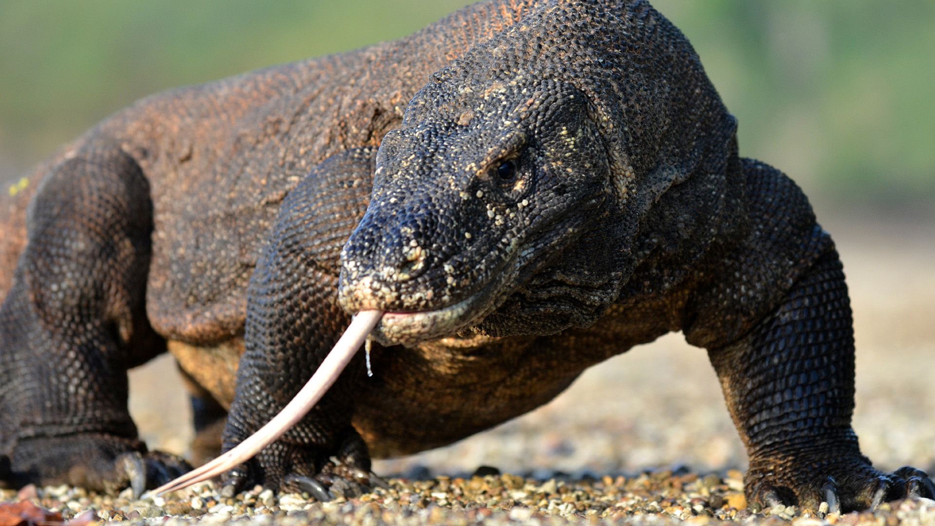 David und die Drachen