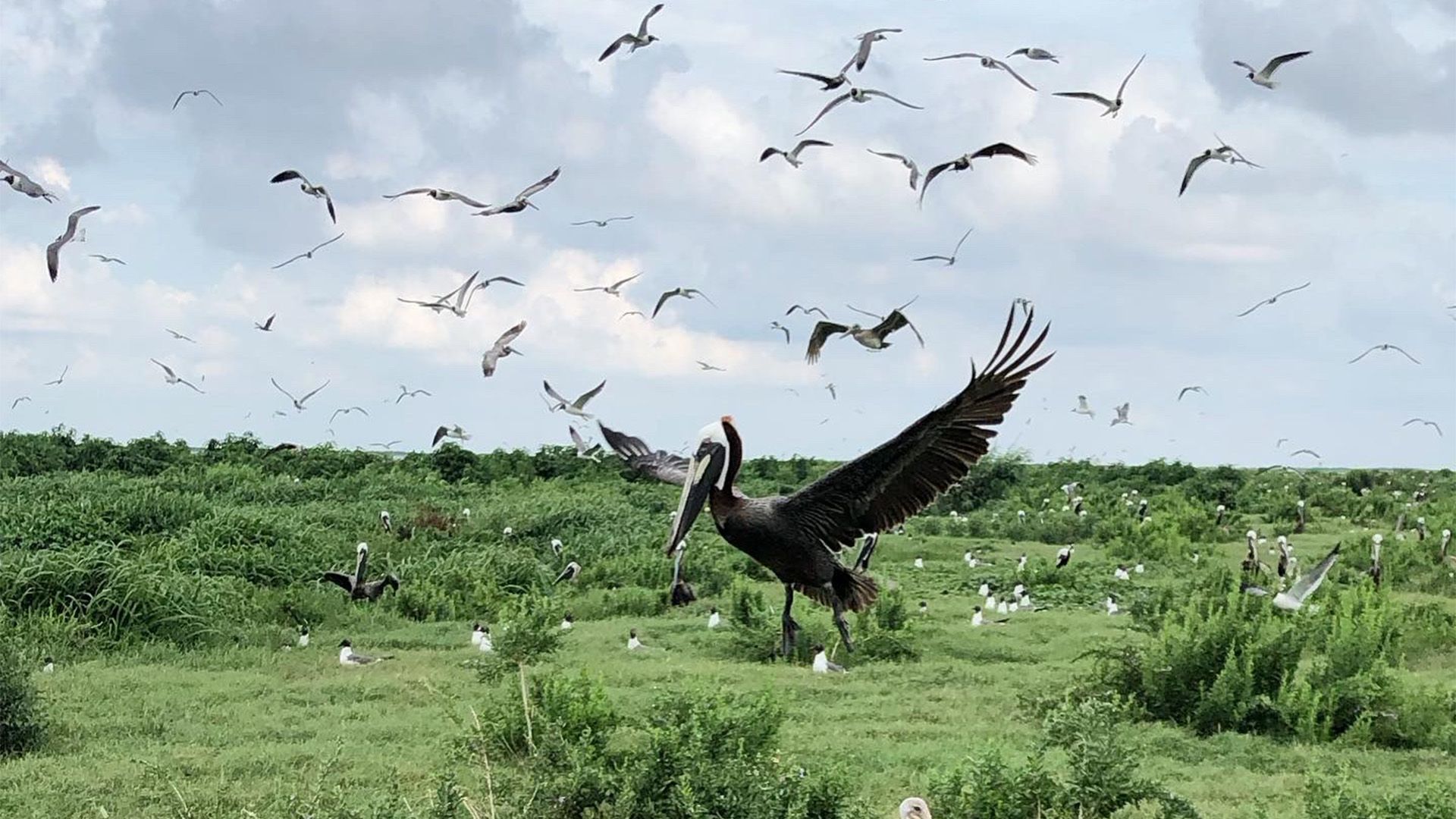 Die Vogelliebhaber von Louisiana