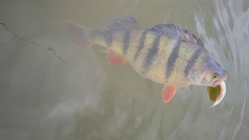 Perch Cup 2021 Perch Cup 2021 - Staffel 1 Folge 7: Folge 7