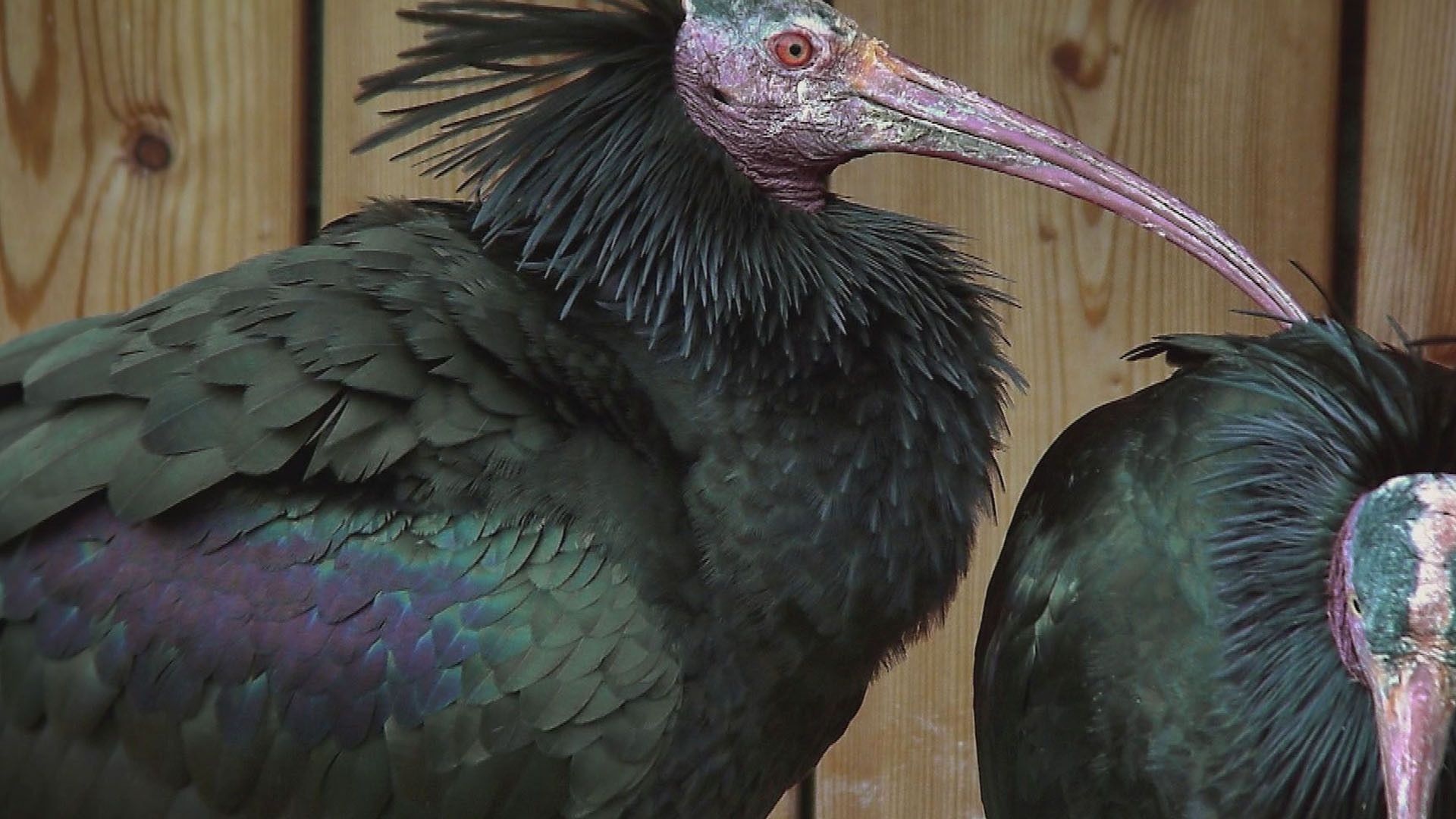 Der Waldrapp - Punkvogel aus den Alpen