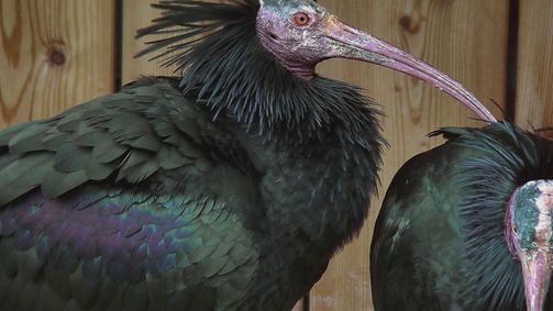 Planet Weltweit Planet Weltweit - Staffel 17 Folge 15: Der Waldrapp - Punkvogel aus den Alpen