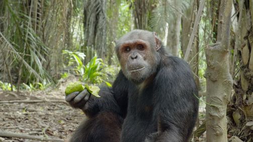 Schimpansen im Kongo mit Jane Goodall Schimpansen im Kongo mit Jane Goodall - Staffel 2 Folge 1: Gesundheitschecks für die Freiheit