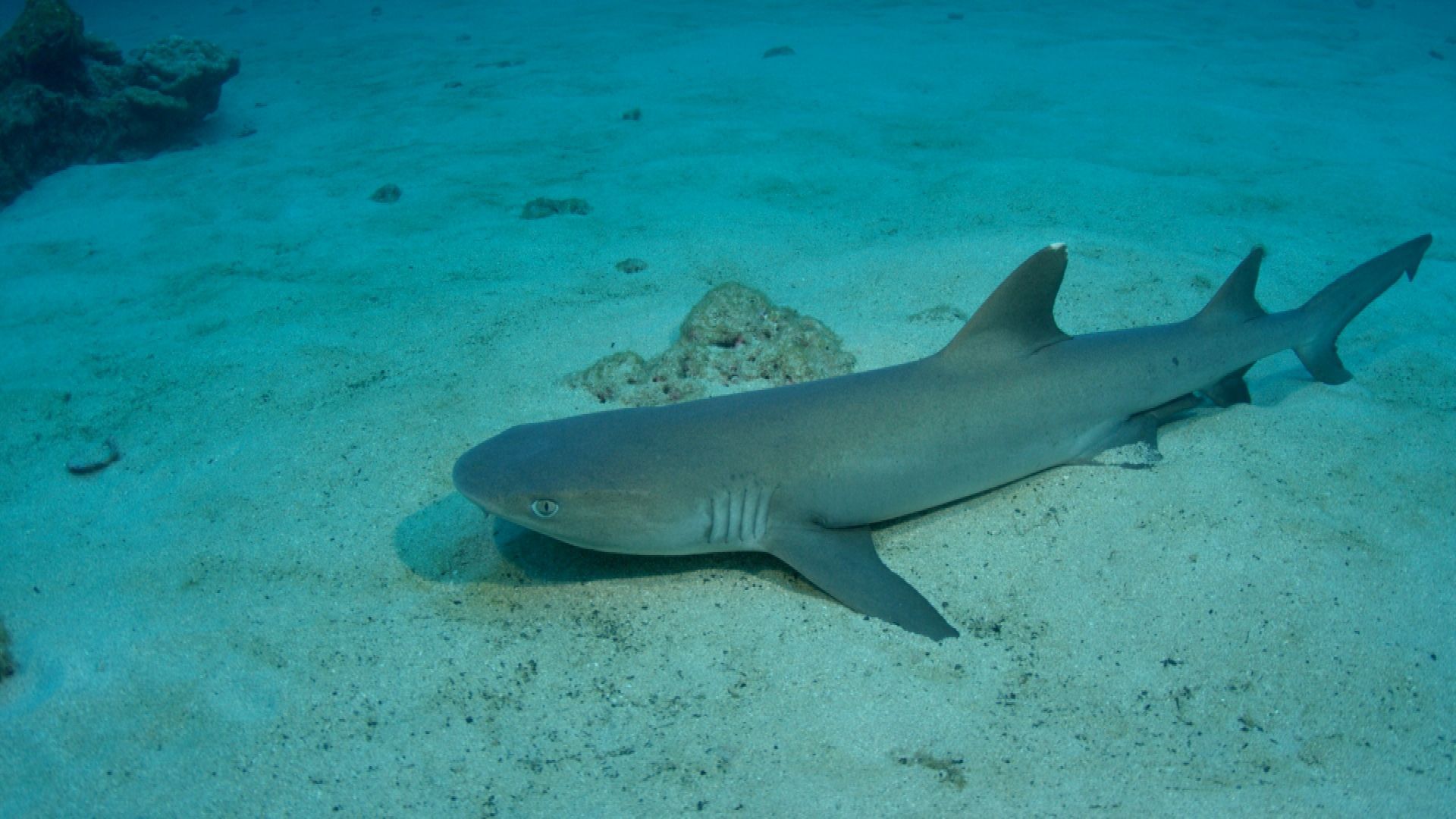 Cocos Island - Die Insel der Haie