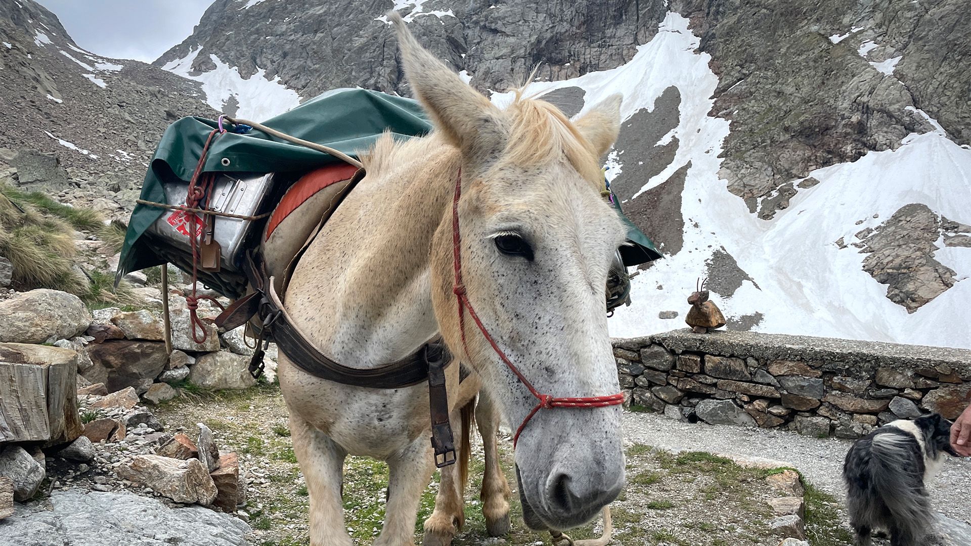 Piemont - Mit Mulis über Stock und Stein