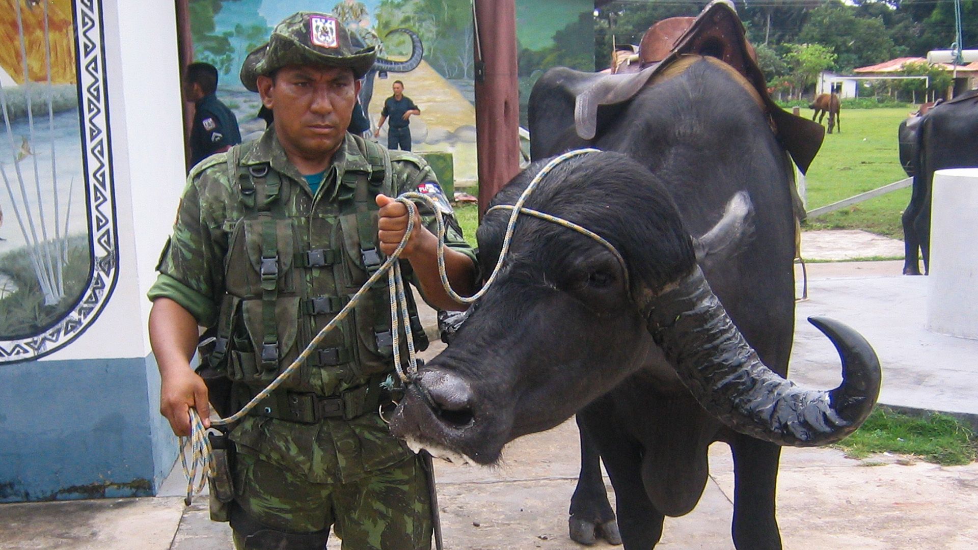 Brasilien - Büffel auf Streife