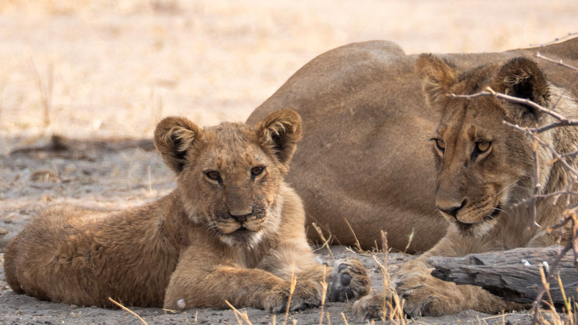 Die Löwen von Savuti