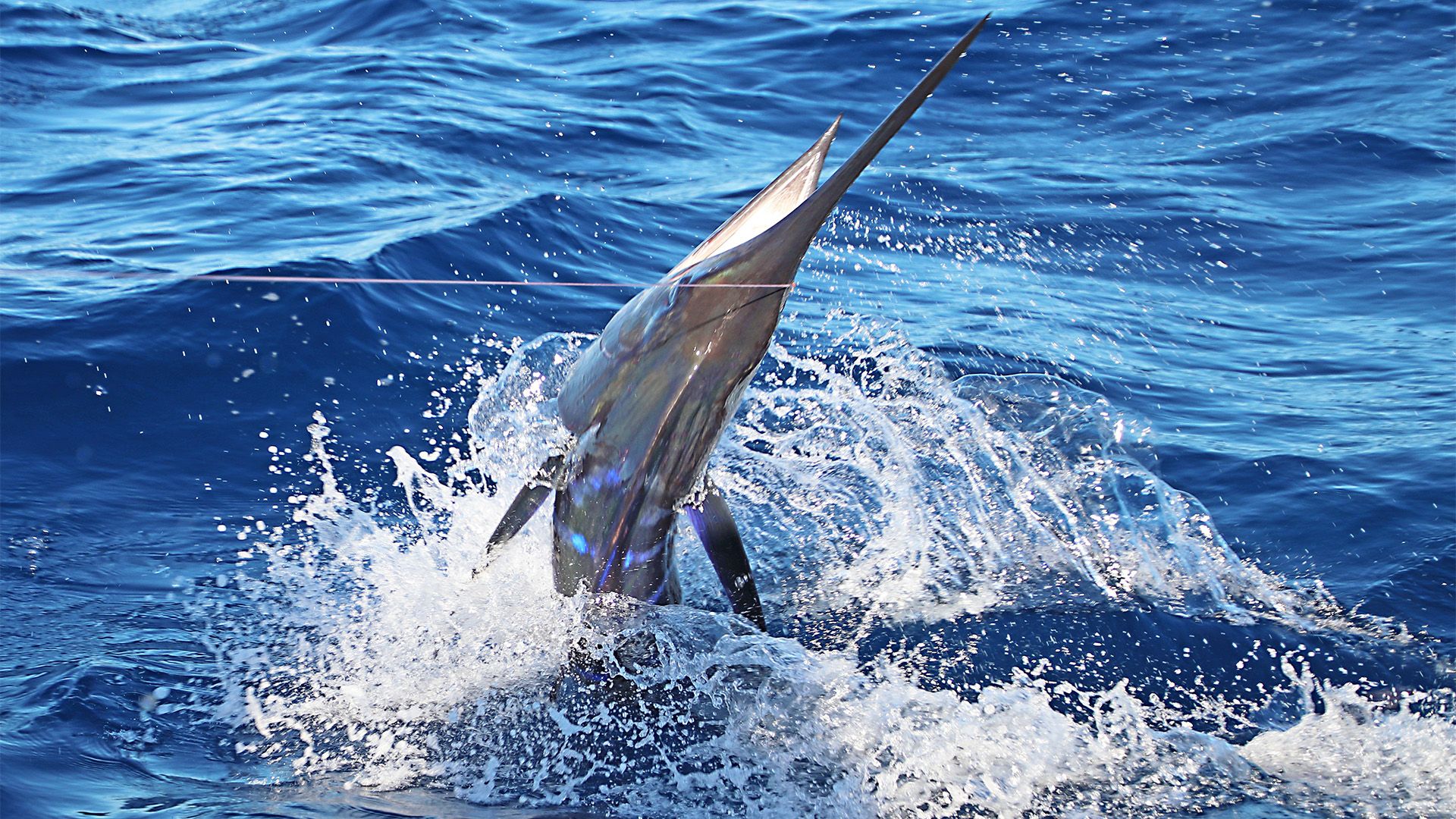 Auf Augenhöhe mit dem gestreiften Marlin