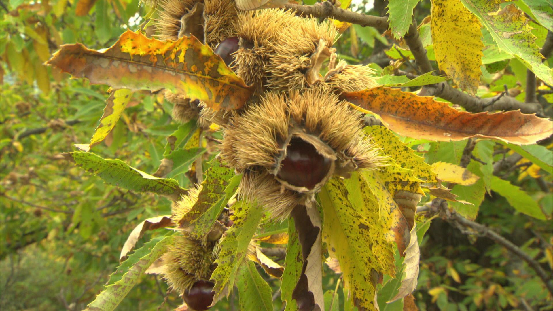 Kastanien, Das Brot der Korsen