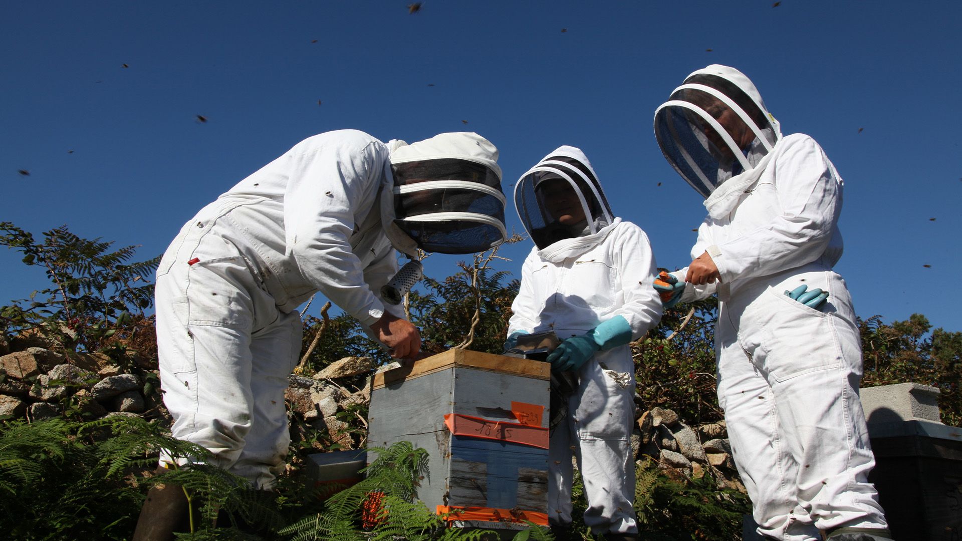 Bretagne, Von Bienen und Leuchttürmen
