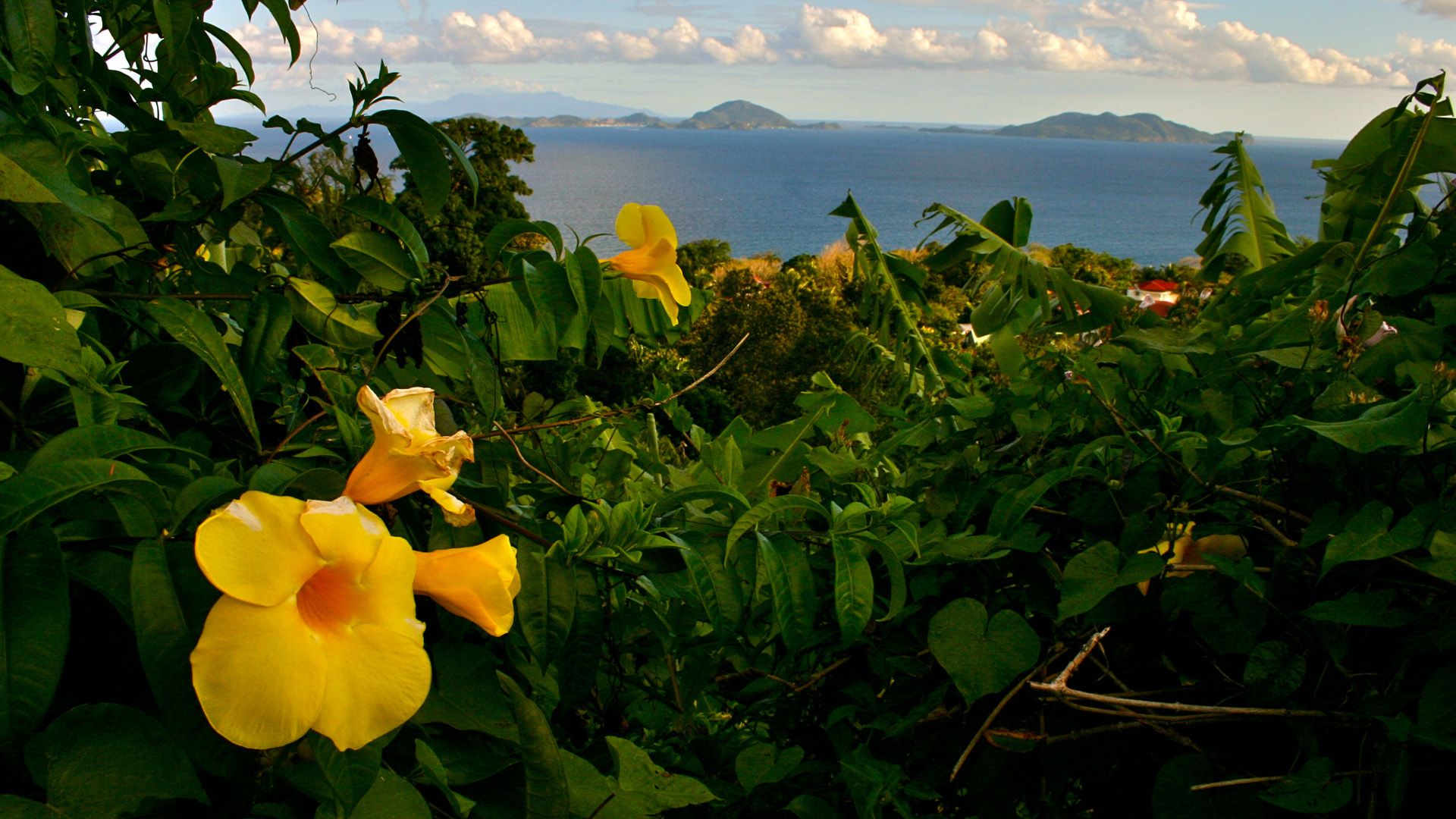 Rum auf Guadeloupe