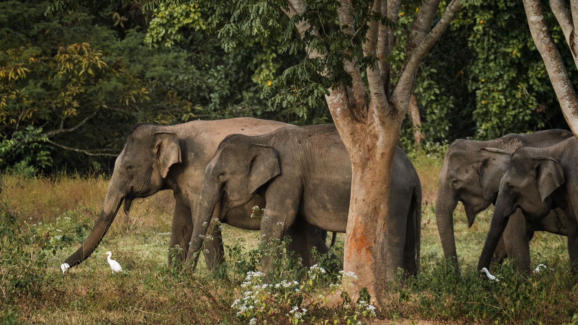 Kui Buri - endlich Elefanten!