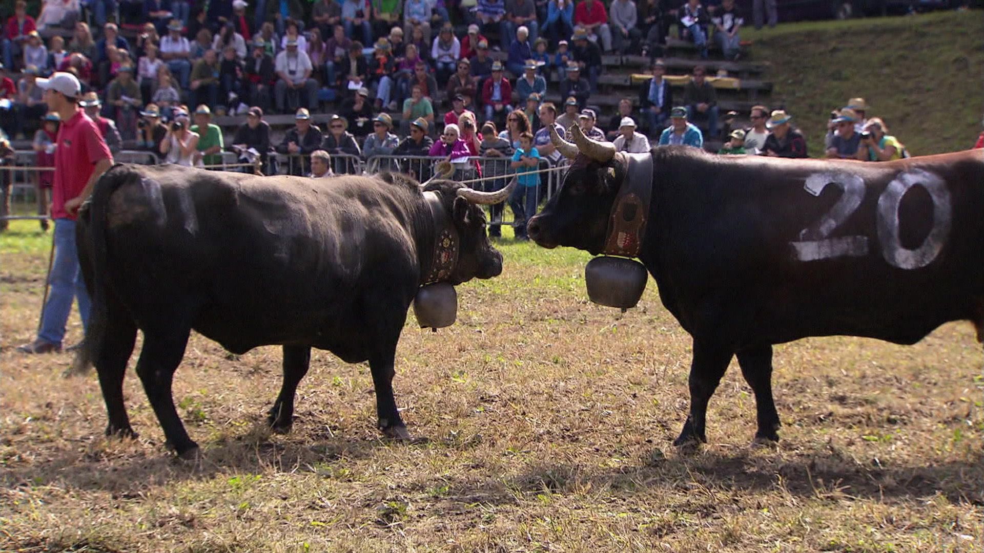 Alexander und die kämpfenden Kühe