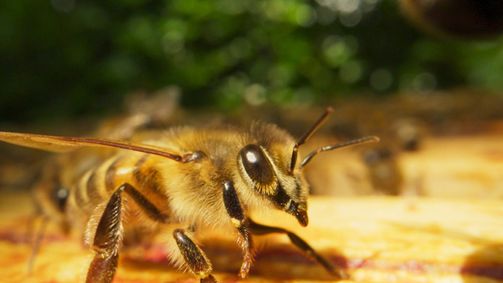 Planet Weltweit Planet Weltweit - Staffel 25 Folge 14: Paris, Hauptstadt der Bienen