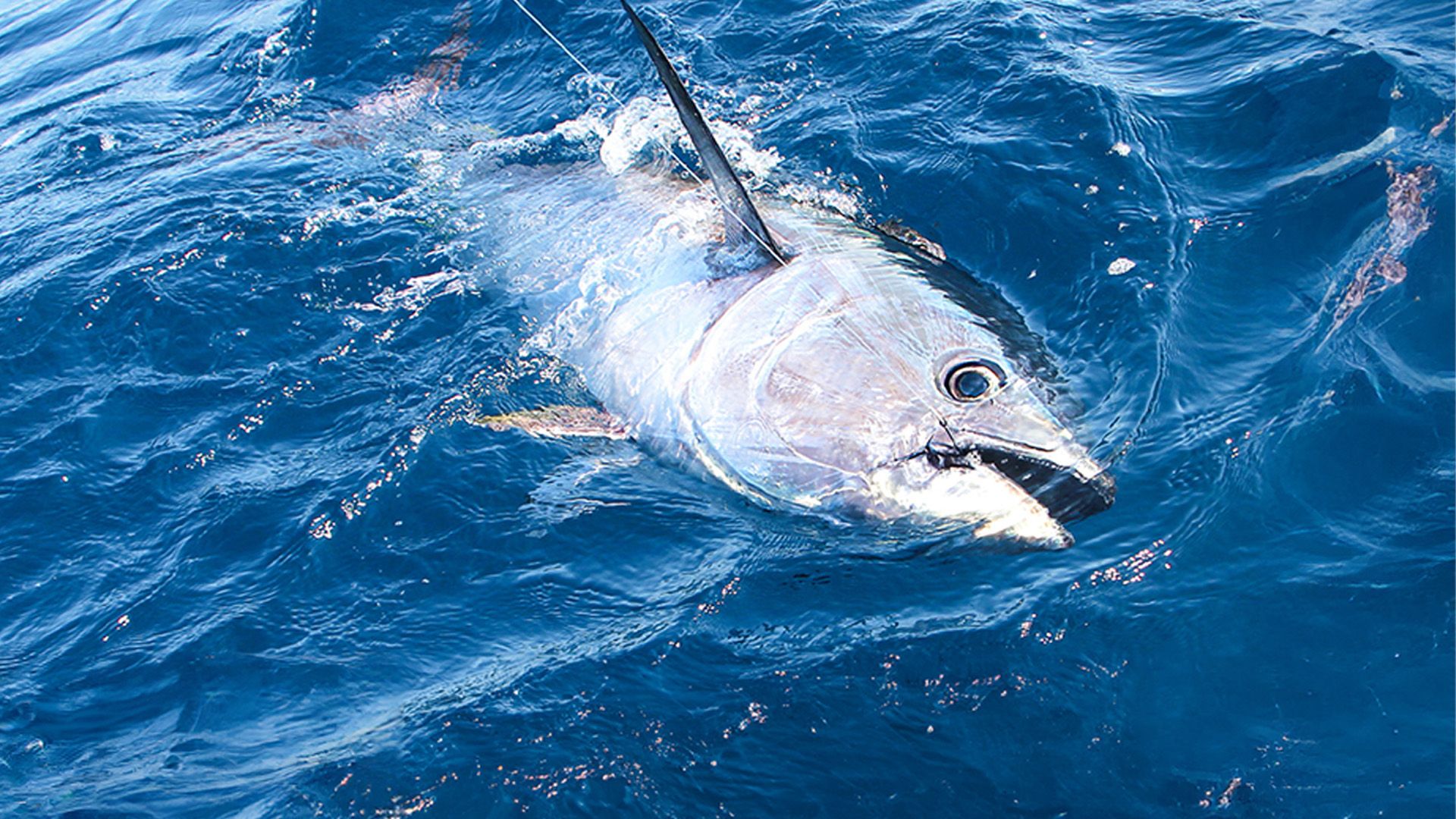 Große Blauflossenthune vor Kroatiens Adriaküste