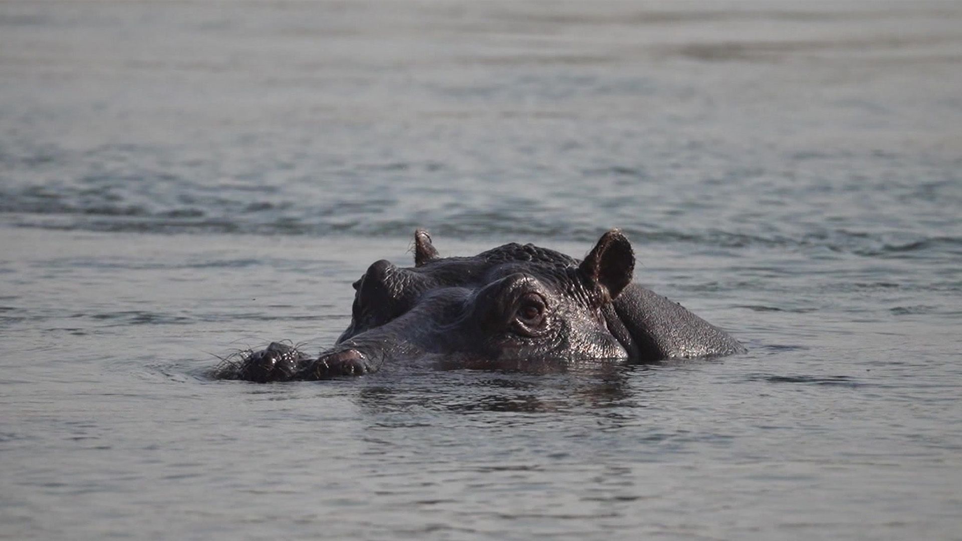 Endlich Nilpferde im Bwabwata Nationalpark