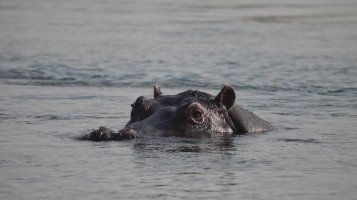 Reiseeuphorie: Roadtrip Namibia & Botswana Reiseeuphorie: Roadtrip Namibia & Botswana - Staffel 1 Folge 9: Endlich Nilpferde im Bwabwata Nationalpark