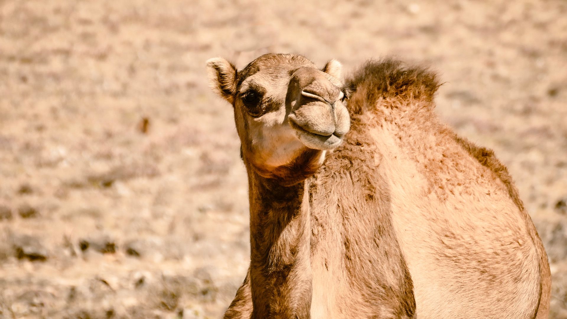 Roadtrip in den Süden des Oman