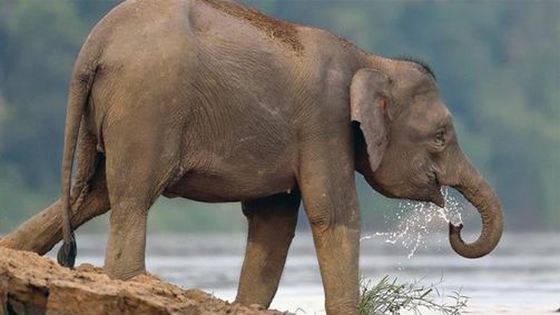 Kinabatangan - Der Amazonas des Ostens Kinabatangan - Der Amazonas des Ostens - Staffel 1 Folge 3: Mensch vs. Natur