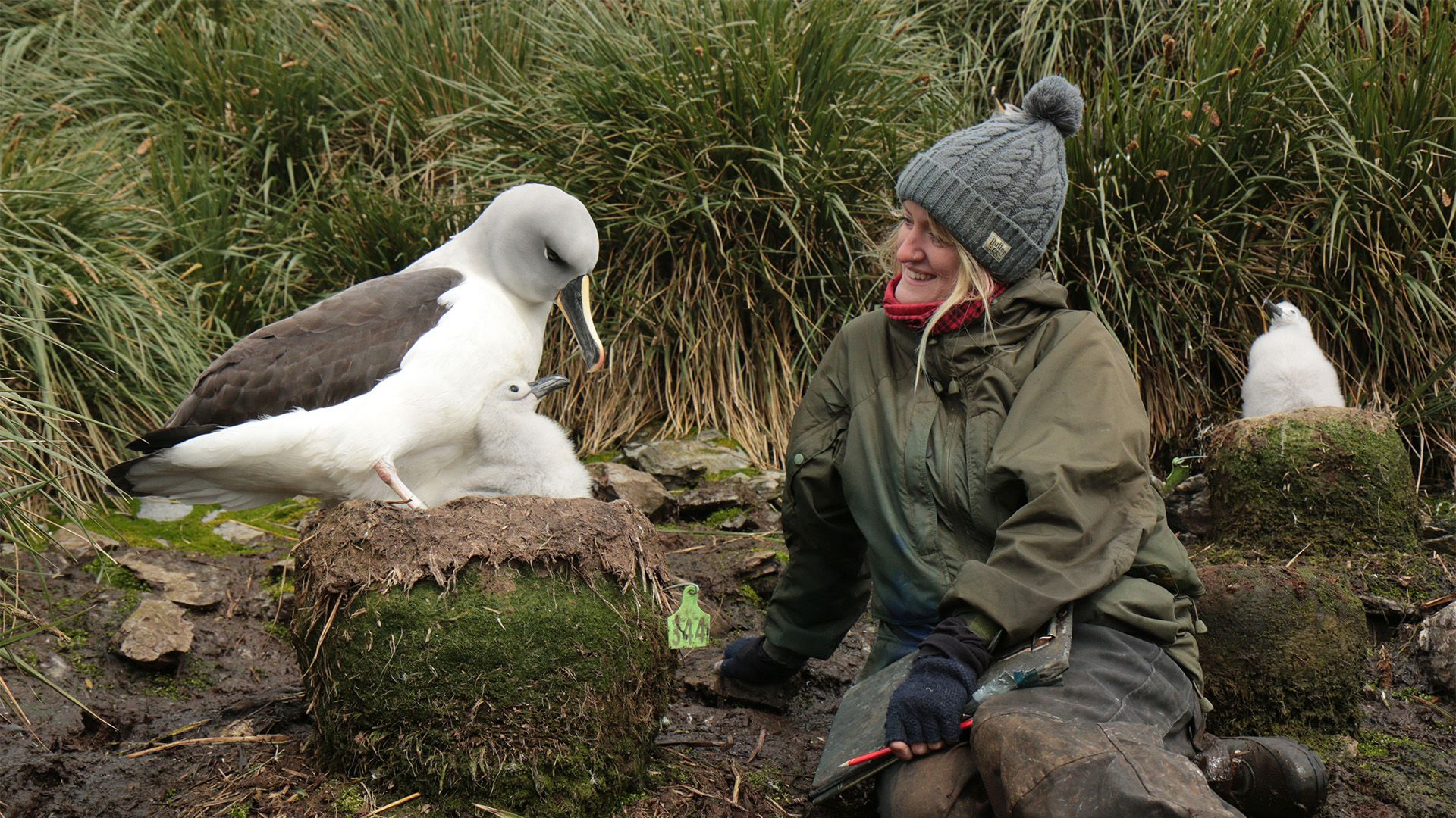 Bird Island - Allein unter Pinguinen