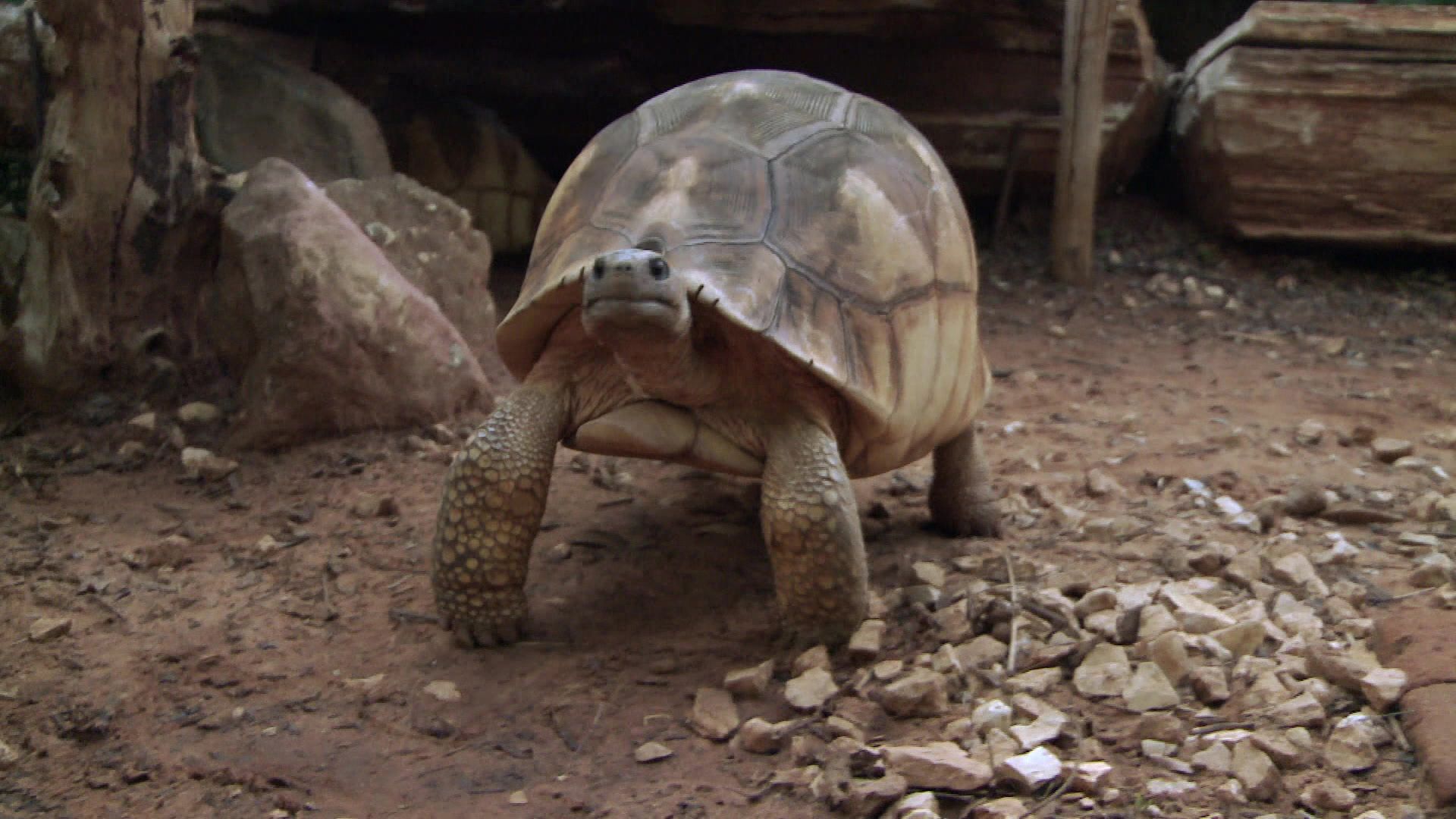 Die goldenen Schildkröten von Madagaskar