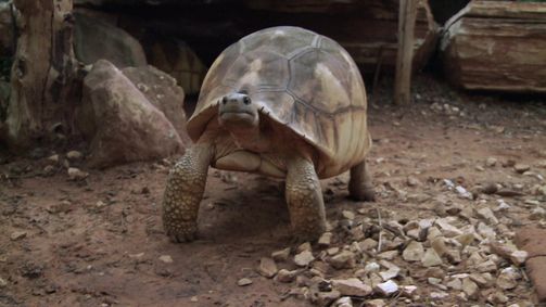 Planet Weltweit Planet Weltweit - Staffel 16 Folge 1: Die goldenen Schildkröten von Madagaskar