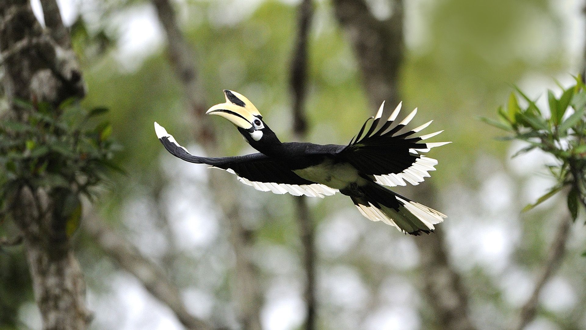 Sabahs Geschenk an die Erde