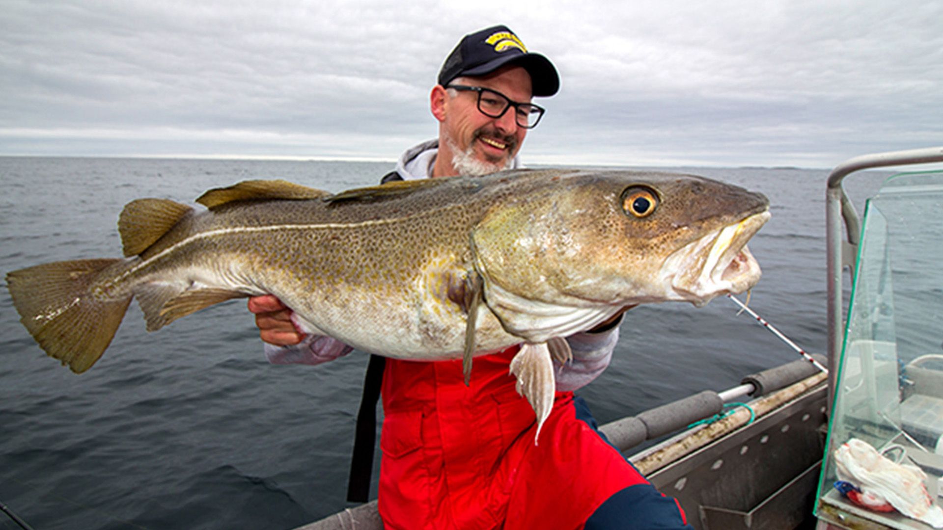 Dicke Dorsche in der Bärenbucht. Bjornvika in Mittelnorwegen