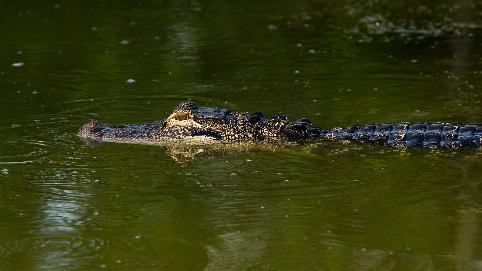 Alligatorjagd in Florida