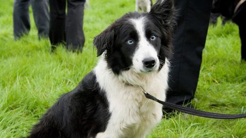 Rund um den Globus Rund um den Globus - Staffel 2 Folge 8: Die besten Hütehunde von Wales