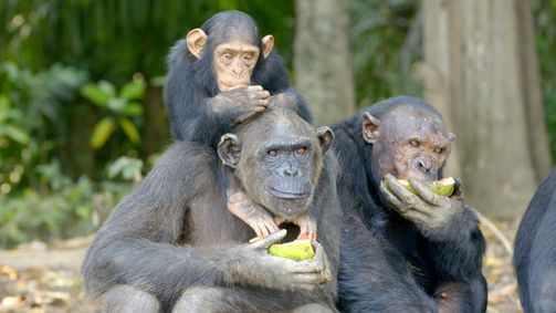 Schimpansen im Kongo mit Jane Goodall Schimpansen im Kongo mit Jane Goodall - Staffel 2 Folge 2: Wie Schimpansen kommunizieren