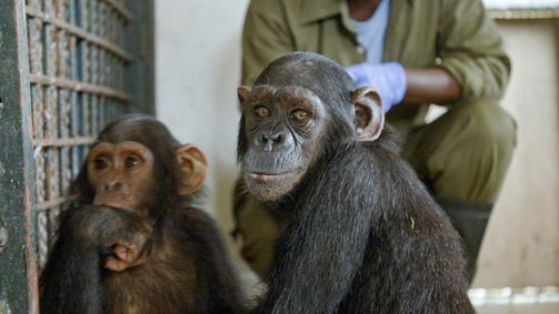 Schimpansen im Kongo mit Jane Goodall Schimpansen im Kongo mit Jane Goodall - Staffel 2 Folge 6: Zurück in die Freiheit