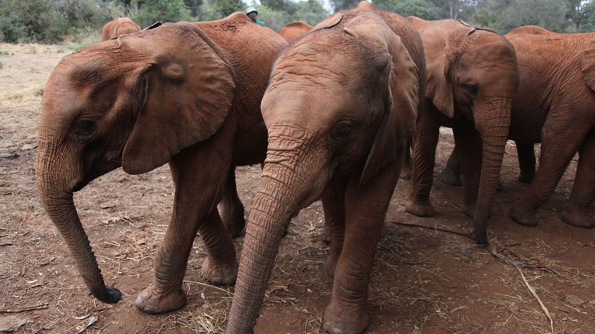 Die Elefanten von Mount Kenya