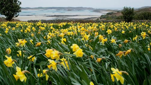 Planet Weltweit Planet Weltweit - Staffel 11 Folge 7: Die Narzisseninsel vor Cornwall