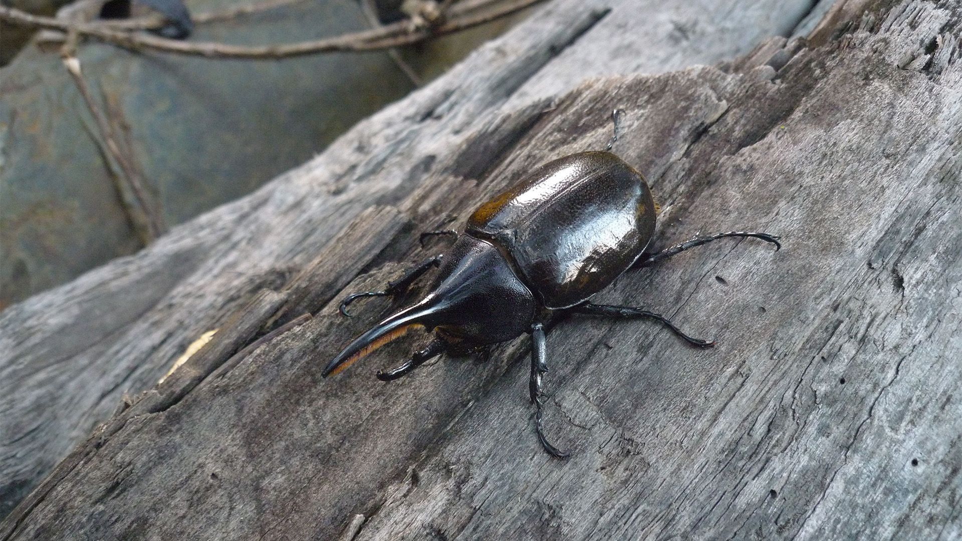 Bolivien - Kleine Käfer, großes Geld!