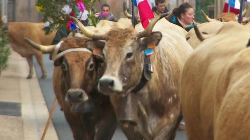 Planet Weltweit Planet Weltweit - Staffel 15 Folge 19: Aubrac - Kühe, Käse, Kerle!