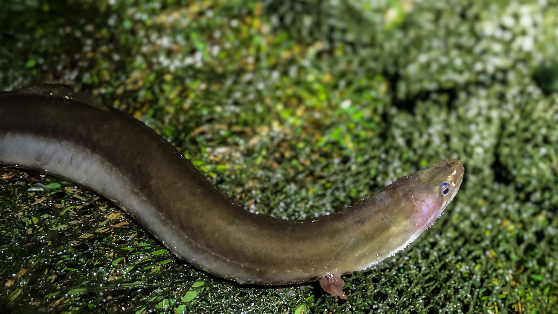 Monsterfisch beim Aalangeln