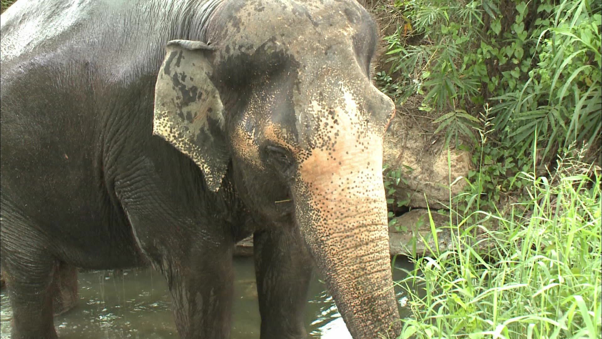 Thailands Elefanten - raus aus der Stadt!