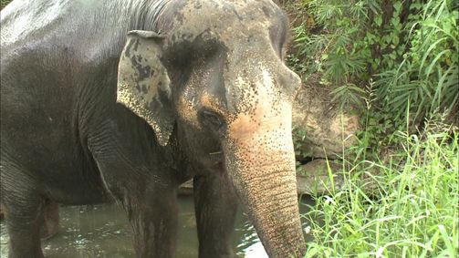 Planet Weltweit Planet Weltweit - Staffel 15 Folge 7: Thailands Elefanten - raus aus der Stadt!