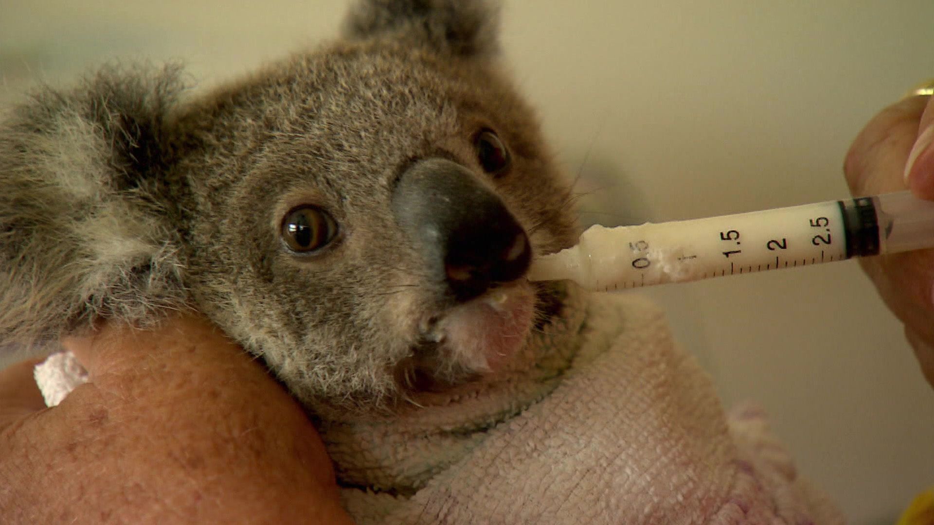 Australien - Das Koala-Hospital