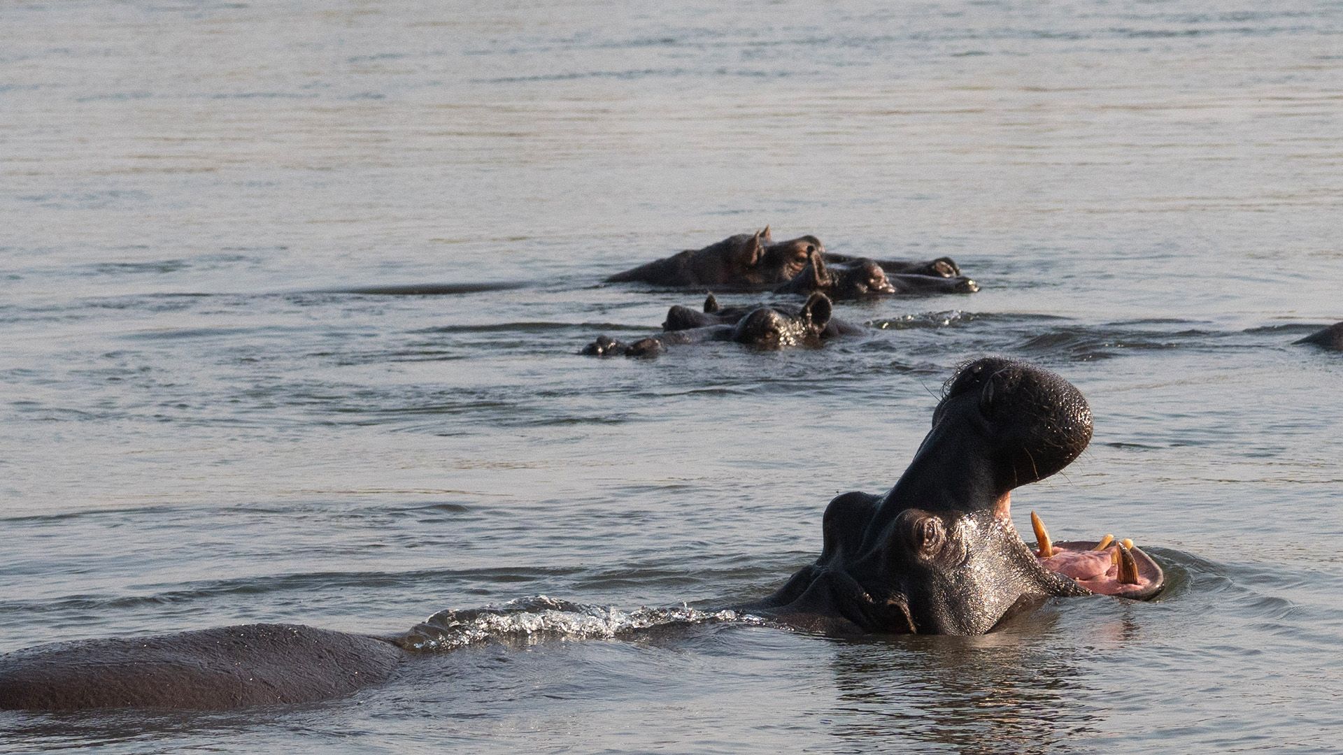 Faszinierende Tierwelt an der Chobe River Front