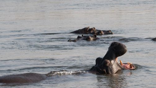Reiseeuphorie: Roadtrip Namibia & Botswana Reiseeuphorie: Roadtrip Namibia & Botswana - Staffel 1 Folge 13: Faszinierende Tierwelt an der Chobe River Front