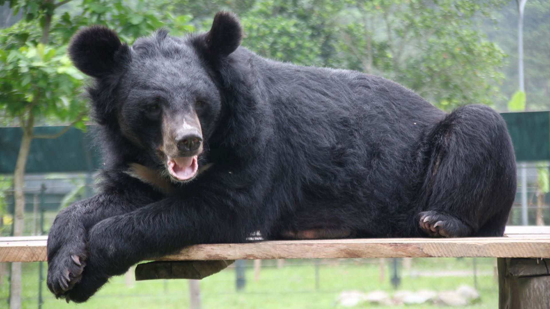 Vietnam, das Schicksal der Mondbären