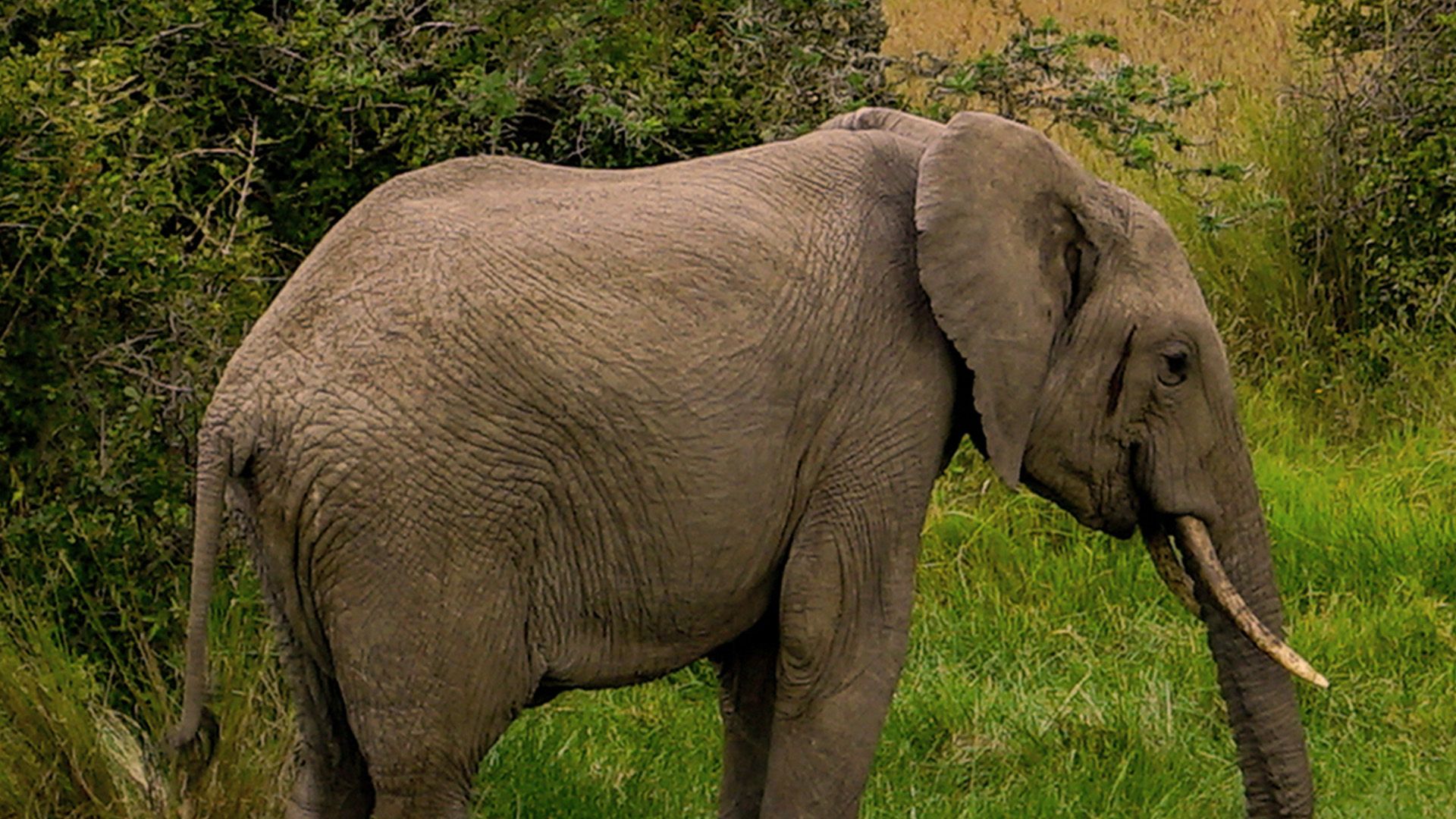 Kenias Elefanten-Highway