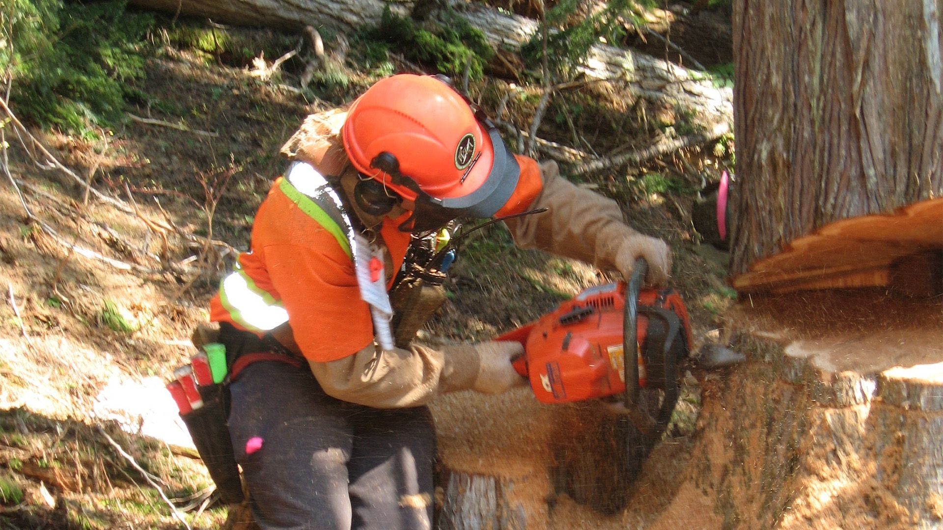 Die Holzfäller von British Columbia