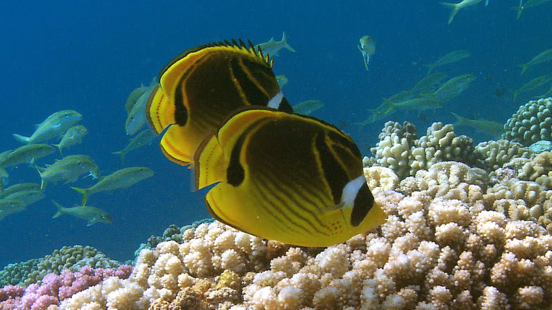 24 Stunden am Korallenriff