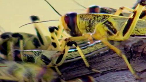 Invasion Invasion, Staffel 1 Folge 1: Heuschrecken