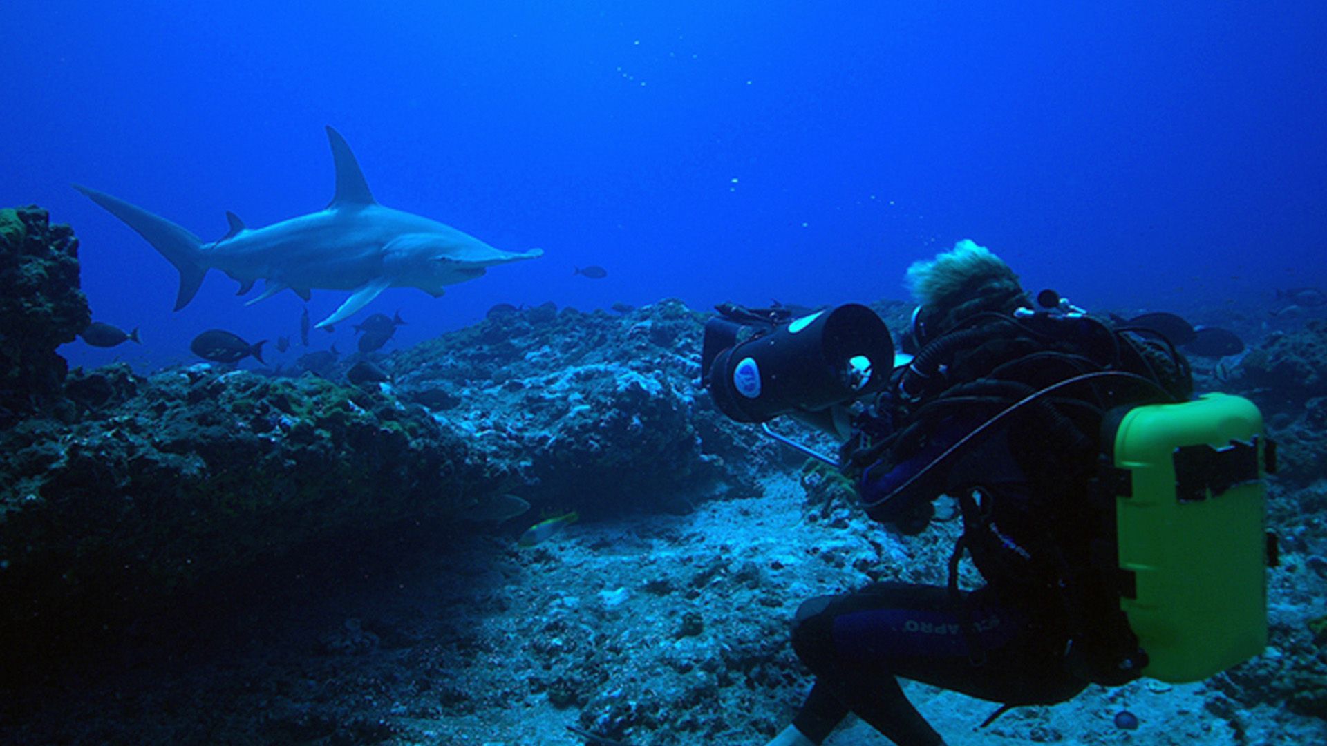 Der große Hammerhai von Rangiroa