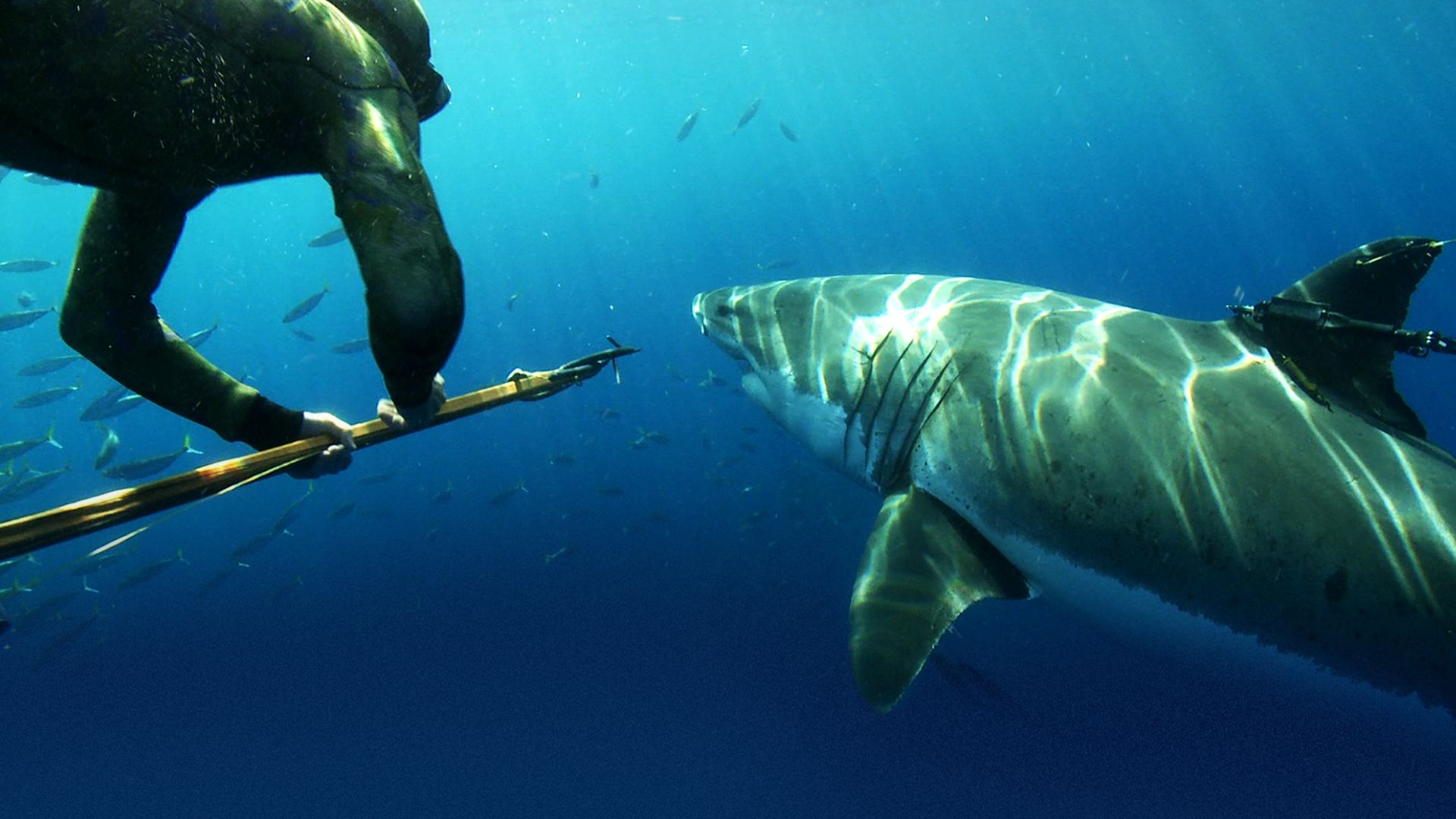 Der weiße Hai - Täter oder Opfer?