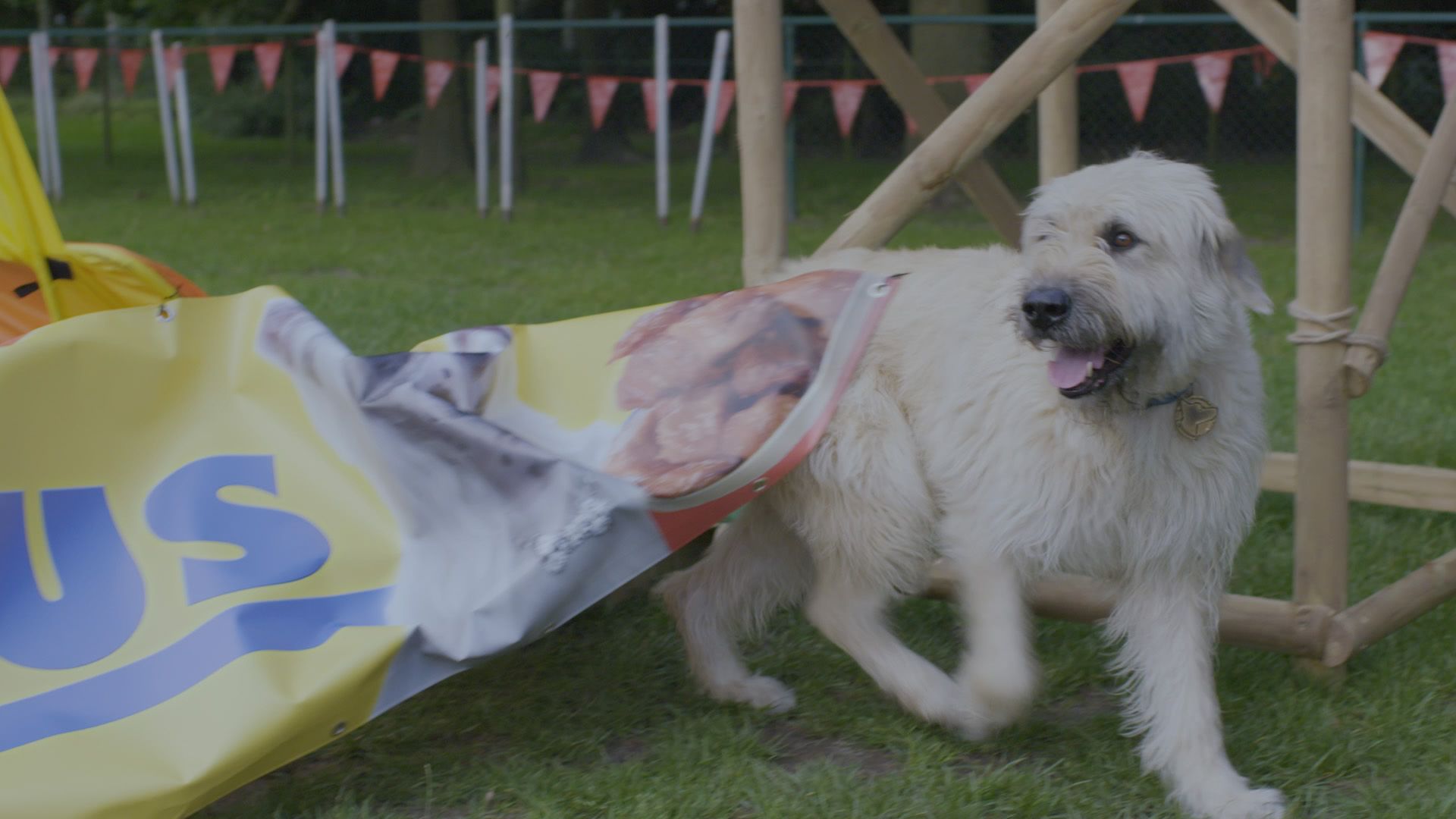 Kosmoo und die Hundeshow