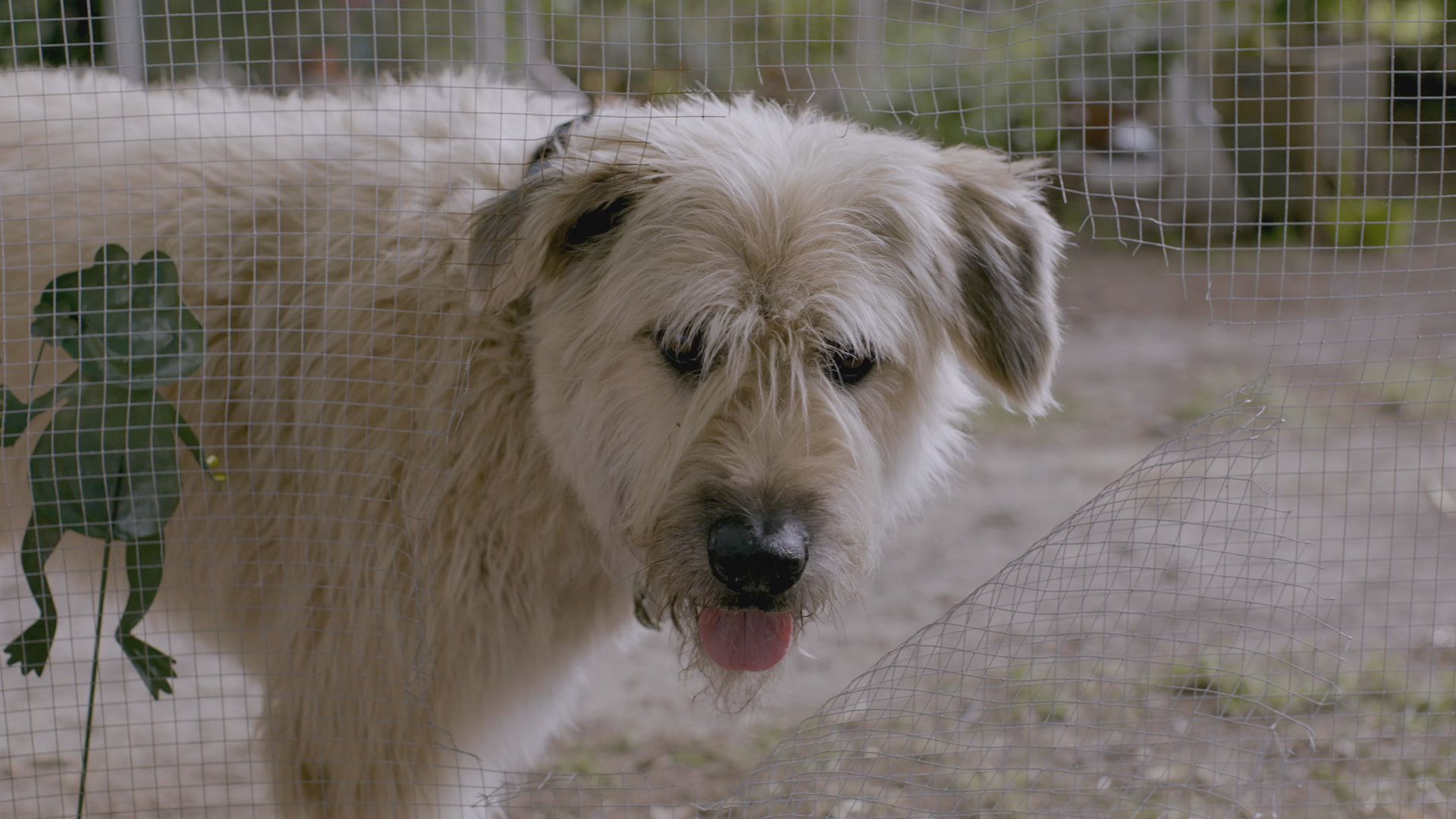 Kosmoo und der Werwolf von Seesicht